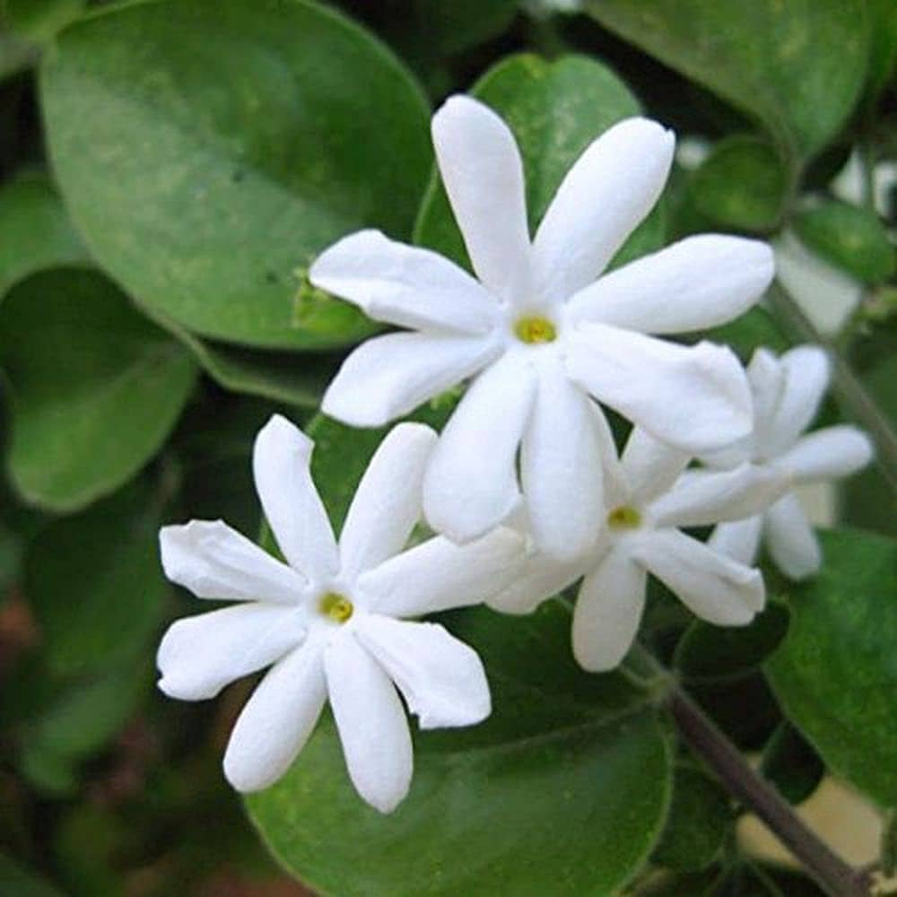 Shri Hasayan Perfumers